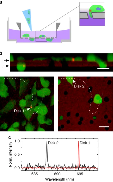 Fig. 4 Demonstration of optical barcoding of cells with multiple nanodisklasers. Emission spectrum from NIH 3T3 cells with N = 1, 2, 3, and 6internalized nanodisk lasers, comparing spectra at the beginning of theexperiment and after 1 h (left)