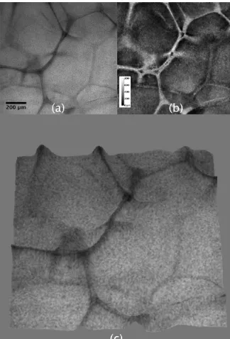 Fig. 7. (a) Axial projection, (b) topology and (c) three-dimensional extended depth of field  reconstruction of foam phantom using parallel co-polarised optics