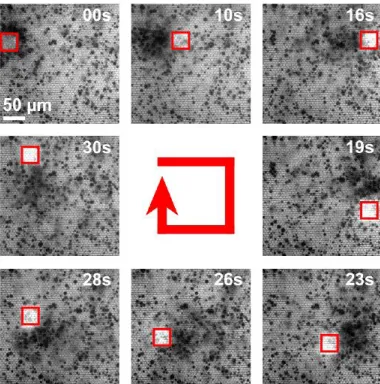 Figure 7. Time lapse of CC125 cells following a square of OLED pixels (active pixels marked by red square)