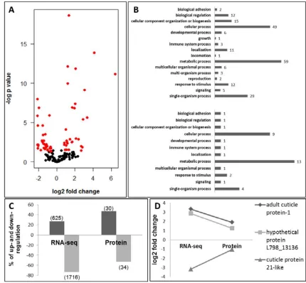 Figure 4. Wing bud proteomics and correlation with transcriptomics. A) Protein expression proteins (number of DE genes and proteins indicated in parentheses); D) fold change comparison for the three differentially expressed transcripts and proteins common 