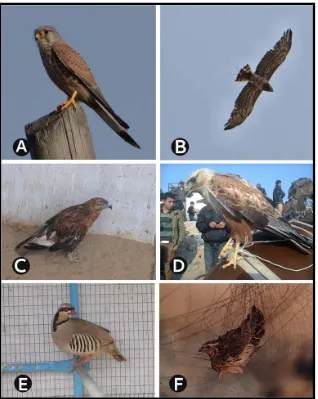 Figure 7. Ornithofauna of Al-Mawasi ecosystem, Gaza Strip: (A) Common Kestrel (Falco grans) caged in a zoological garden after being caught in the Gaza Strip, (D) Long-legged chukar) caged in a zoological garden after being caught in the Gaza Strip, (F) Co