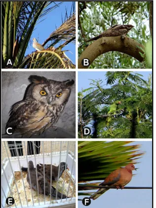 Figure 10. Ornithofauna of Al-Mawasi ecosystem, Gaza Strip: (A) Turtle Dove (Strepto-otus), (D) Ring-necked Parakeet (Psittacula krameri), (E) Namaqua Dove (Oena capen-senegalensis)