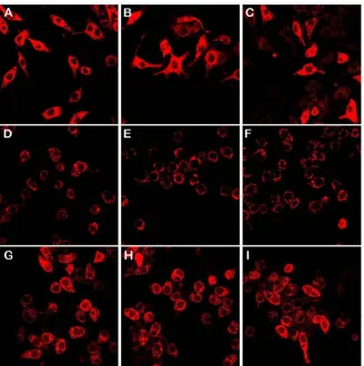 Figure 1. CBD protects RAW 264.7 macrophages from PA-induced drop in mitochon-drial membrane potential