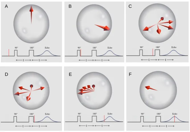 Figure 1.4: The Principle of the Hahn Spin Echo. (A) The vertical red arrow is the average magnetic moment of a group of spins