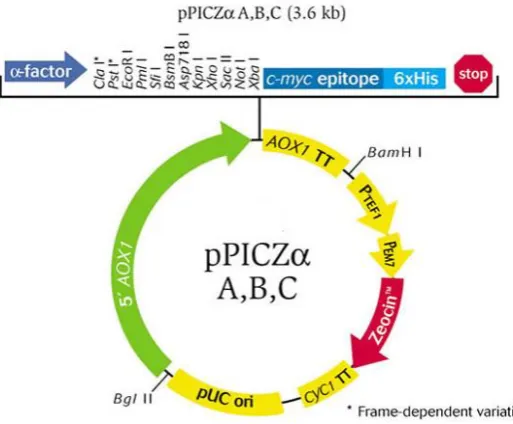 Figure 2.1: The pPICZαB vector: The vector map summarises the features of the pPICZαB vector, and its use for protein expression in P