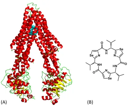Figure 1.7: P-glycoprotein in Complex with Cyclic Peptide. (A) Crystal structure of mouse P-glycoprotein 