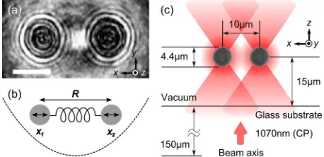 Fig. 1.Schematic showing the two normal modes of the bound array.modes of the bound array are depicted in the graphic, whereequilibrium particle separation of the particle centers, and(a) Stroboscopic image of two vaterite microparticles optically levitate