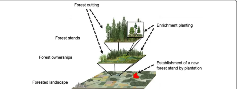 Fig. 3 Conceptual diagram presenting three spatial scales of possible silvicultural intervention: (i) stand, (ii) forest ownership, and (iii) forested landscape