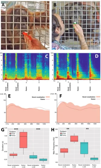 Figure 1. Knobi (respective novel vocalizations and kazoo pulses (Supplementary Audio); Acoustic differences in duration  (A) and Rocky (B) during kazoo trials; Spectrogram (C,D), and power spectra (E,F) of E) and maximum frequency (F) between novel vocalization and kazoo pulses for each subject.
