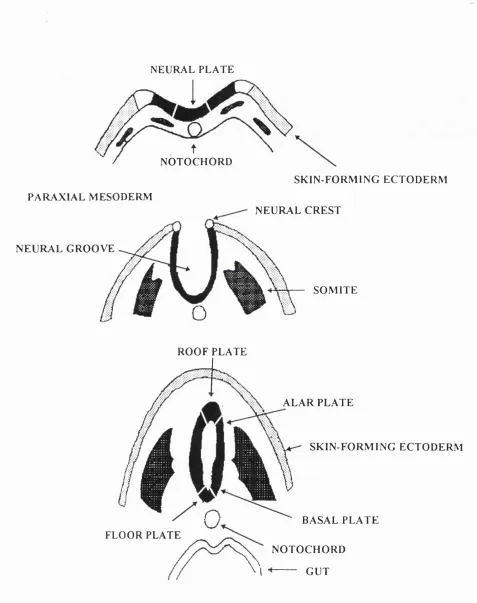 Fig. 1.1. Cross-section of dorsal embryonic tissues at neural plate and neural tube stage