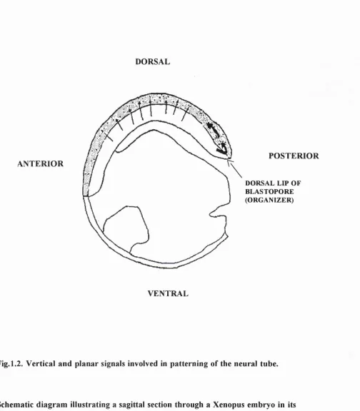 Fig. 1.2. Vertical and planar signals involved in patterning of the neural tube.