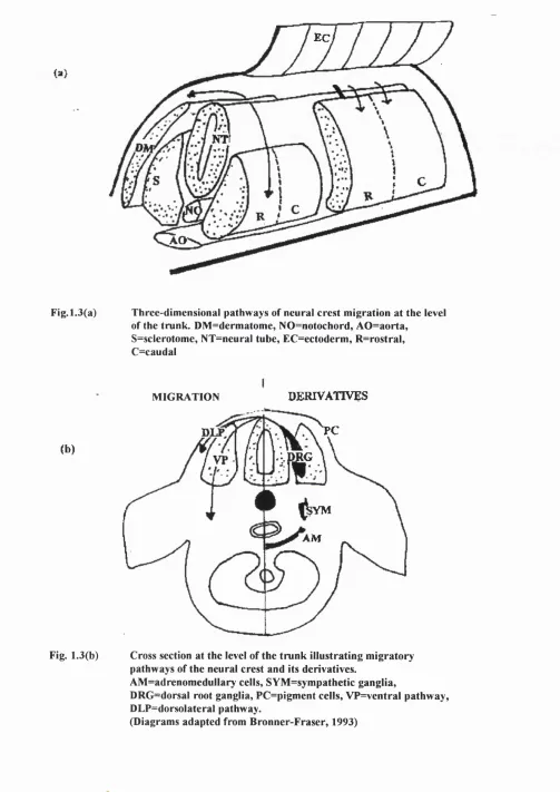 Fig. 1.3(a) 