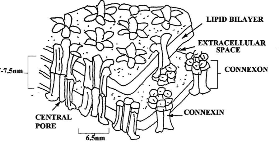 Fig. 1.4. Schematic representation of the supramolecular structure of gap junctions as derived from X-ray diffraction (adapted from Makowski et al., 1977)