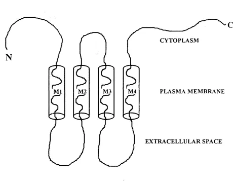 Fig. 1.6. Illustration of connexin topography, in this case Cx32. 
