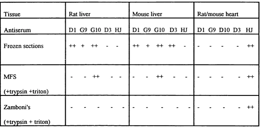 Table 2.2. Summary of immunoreactivity of site specific antisera to Cx43, Cx32, Cx26 