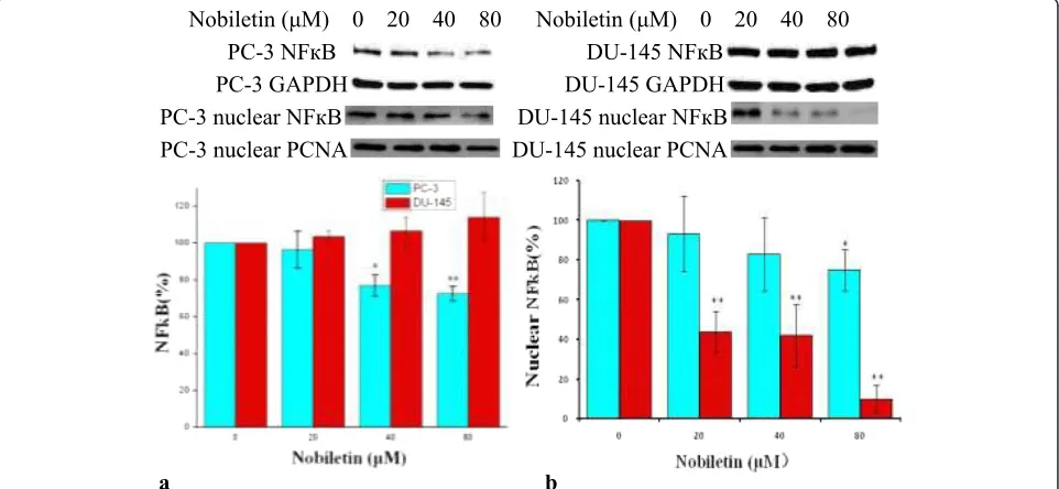 Figure 6 Nobiletin’s effect on cMyc. PC-3 and DU-145 cells (1.0 × 106) were seeded in 60-mm dishes, incubated overnight, and treated withnobiletin for 24 hours