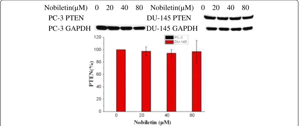 Figure 9 Nobiletin inhibits VEGF expression by regulating AKT and HIF-1analyzed for luciferase and total protein levels, and the levels of VEGF (Hif-1Data represent Means ± SE from 3 independent experiments