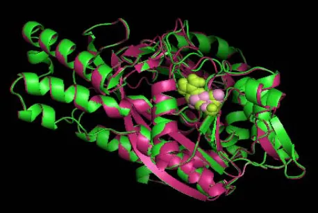 Figure 2. Superimposed structure of native protein 2HGS (green) with mutant structure (pink) R125C