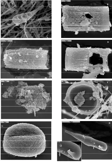 Figure 3. SEM photographs of TSP and PMfilters from Tenerife (Canary Islands) during African dust intrusions
