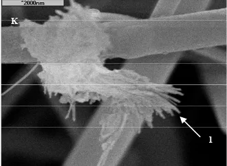 Figure 4. SEM photographs of TSP and PMthe 2 µm size range attached to filter; note the “fringed” end (1).origin identified in dust filters from Tenerife (Canary Islands) during an African dust intrusion