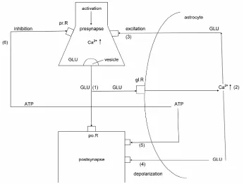 Figure 3. Diagrammatic schema of an astrocytic syncytium.  