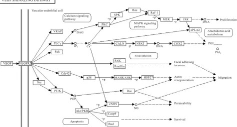 Figure 1. VEGF signaling pathway of H. sapiens present in KEGG pathway database.  
