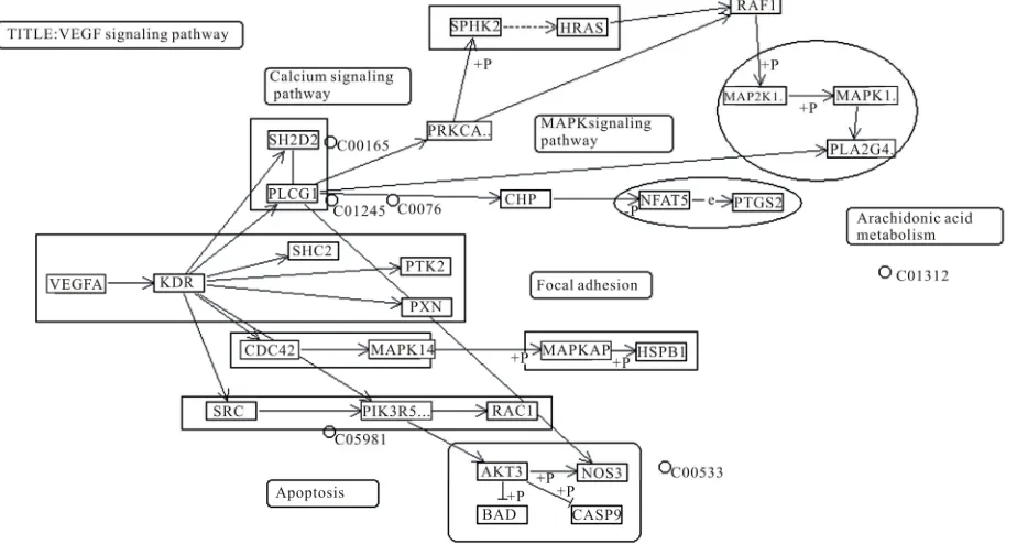 Table 6. Module names and their number of nodes and rela-tions for H. sapiens VEGF signaling pathway
