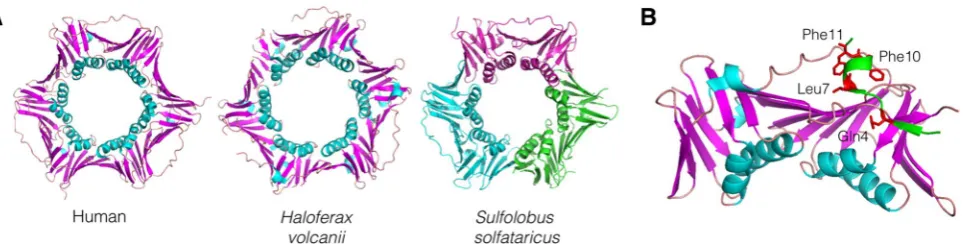 Fig. 1  PCNA structure and PIP binding. yarchaeon the thermophilic crenarchaeon (human), 3HI8 (a Structures of homotri-meric PCNA from human cells and the mesophilic halophilic eur-Hfx
