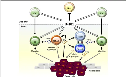 Fig. 6 IT-101 induced activation of NK cells, which facilitates other immune cells to attack tumors