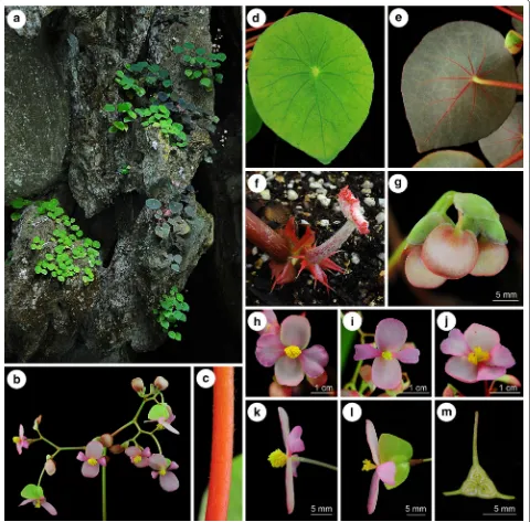 Figure 5 Begonia taraw C.‑I Peng, R. Rubite & M. Hughes. a Habit and habitat; b inflorescence; c petiole; d leaf adaxial surface; e leaf abaxial surface, red type; f young leaf, stipules and fleshy hairs fused into a ring at the base of the petiole; g brac
