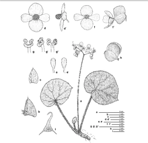 Figure 6 Begonia hughesii R. Rubite & C.‑I Peng. a Habit; b stipule; c bract; d, d’ staminate flower; e, e’ stamen; f, f’ carpellate flower; g, g’, g” style and stigma; h capsule; i cross section of ovary