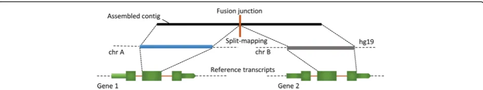 Fig. 3 Re-confirmation of chimeric transcripts. In order to remove chimeric transcripts resulting from potential mis-assemblies, we looked for thesupport for chimeric transcripts (green-orange boxes) in the original RNA-Seq reads (black boxes)