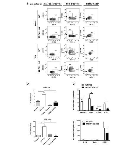 Fig. 4 TREM-1 promotes M1 macrophage polarization in line with increased M1 cytokine profile but not M2 in DSS-treated colonic macrophages.Lamina propria macrophages were isolated from colons of water- or DSS-treated WT and TREM-1 KO mice (n = 6/group) on 