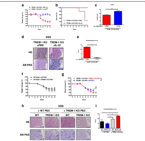 Fig. 5 Treatment with exogenous IL-22 or TREM-1-expressing macrophages rescues TREM-1-deficient mice from DSS-induced colitis