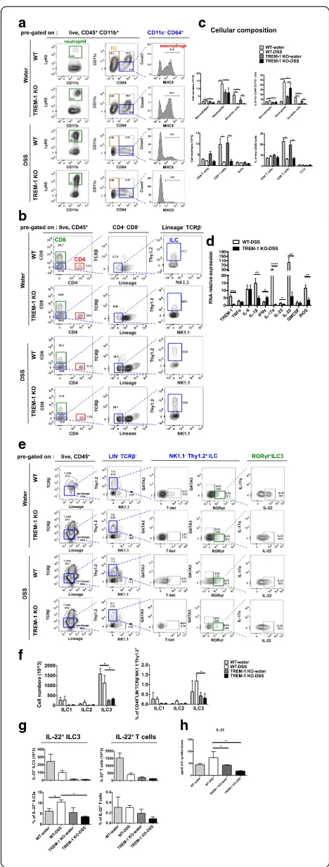 Fig. 2 Depletion of TREM-1 affects neutrophil and macrophageinfiltration, inflammatory cytokines induction and decreases IL-22production by ILC3 cells in colons upon DSS treatment