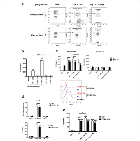 Fig. 3 TREM-1-mediated IL-1purity of AutoMACS-purified ILCsβ induction by M1 macrophages elicits IL-22 production by ILC3