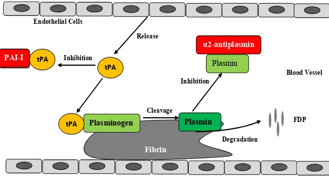 Figure 1. The mechanism of action of tPA in fibrinolysis inside the blood vessel. tPA gradation product (FDP) ultimately removing the blood clot