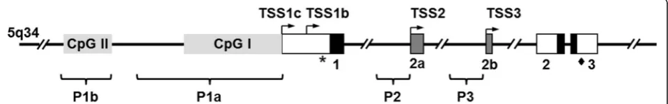 Fig. 1 CpG islands withinP3 and their respective transcription start sites (TSS; right-angled arrows; filled boxes represent exons) located on chromosome 5