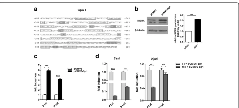 Fig. 4 KIBRA expression is activated by demethylation using5-azacytidine. a DNA demethylation by 5-azacytidine (Aza) andinhibition of histone deacetylases by trichostatin A (TSA) resultedin ~3-fold increase in KIBRA mRNA levels in neuronal SH-SY5Ycells