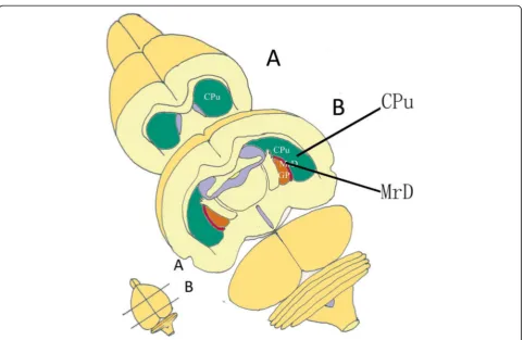 Fig. 1 The figure shows the location and cytoarchitectural characteristics of the MrD in the rat brain