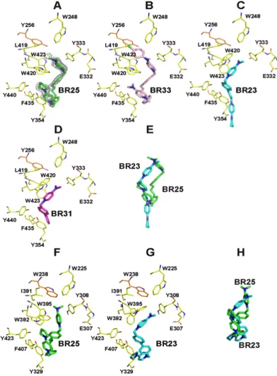 Figure 4. Active site of HsCKα1 and PfCK in complex with compounds BR23, BR25, BR33 and BR31
