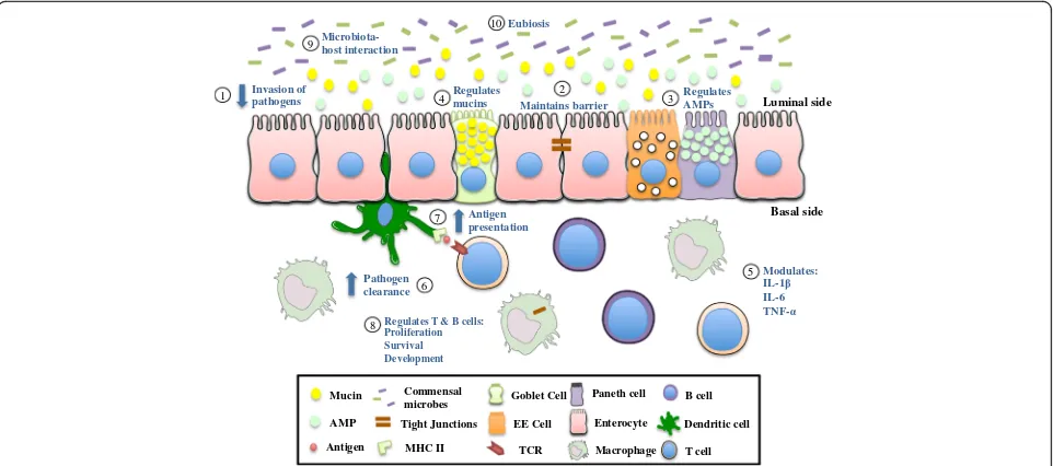 Fig. 2 Schematic representation of the role of normal autophagy in maintaining intestinal homeostasis