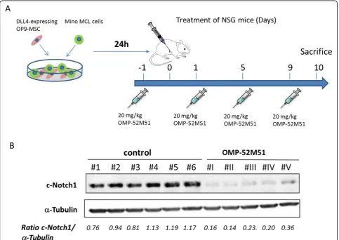 Fig. 4 Activating NOTCH1 mutations promote BCR signaling, proliferation, angiogenesis and enhance tumor cell migration upon DLL4-stimulationthat can be abolished by treatment with OMP-52M51