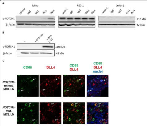 Fig. 1 Activation of Notch1 signaling can effectively be achieved by stimulation with DLL4 inmesenchymal stem cells expressing DLL4 (OP9-DLL4) or GFP-transfected control cells for 48 h and protein expression of cleaved Notch1 wasanalyzed by Western Blot
