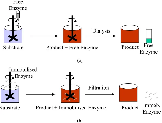 Figure 1. Schematic diagram of free and immobilized enzyme reactions. (a) Reaction of free enzyme with substrate and for-mation of product, which has to be separated via dialysis; (b) Reaction of immobilized enzyme with substrate and formation of product, 
