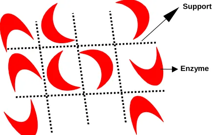 Figure 4. Immobilization of enzyme using the entrapment technique. 