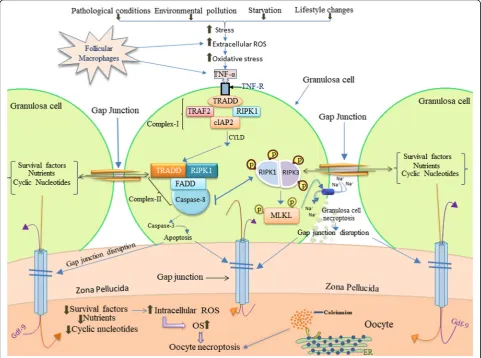 Fig. 1 Pathological conditions, environmental pollutants, starvation and lifestyle changes generate stress in the body