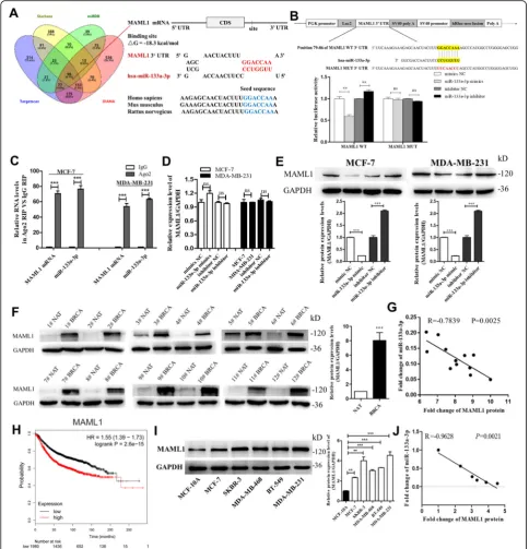 Fig. 4 Identification of MAML1 as a direct target gene of miR-133a-3p in breast cancer cells.breast cancer tissues (BRCA) and corresponding distal non-cancerous tissues (NAT).expression (scatter plot of the fold change of miR-133a-3p and MAML1 protein (inh