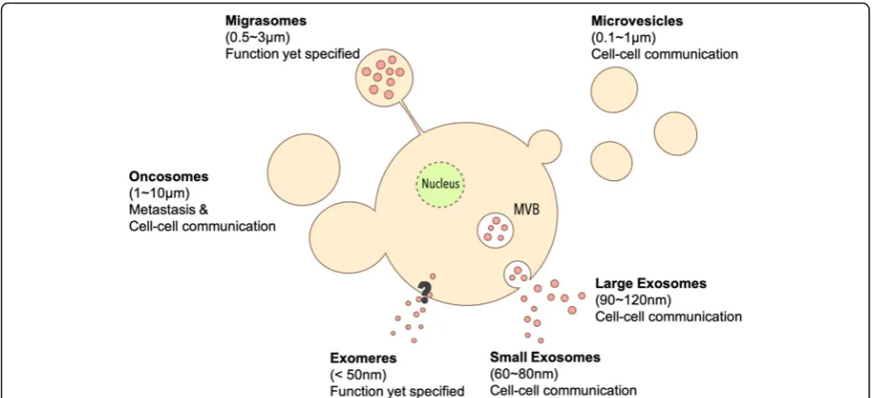Fig. 1 Schematic of different EV subpopulations. Different EV subtypes have different sizes and secretion pathways