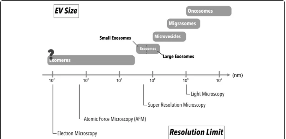 Fig. 2 Different microscopic resolution limits and sizes of EV subpopulations. Each imaging method has its resolution limit